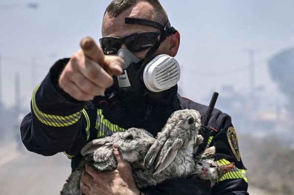 Фото: Пожарные спасают животных