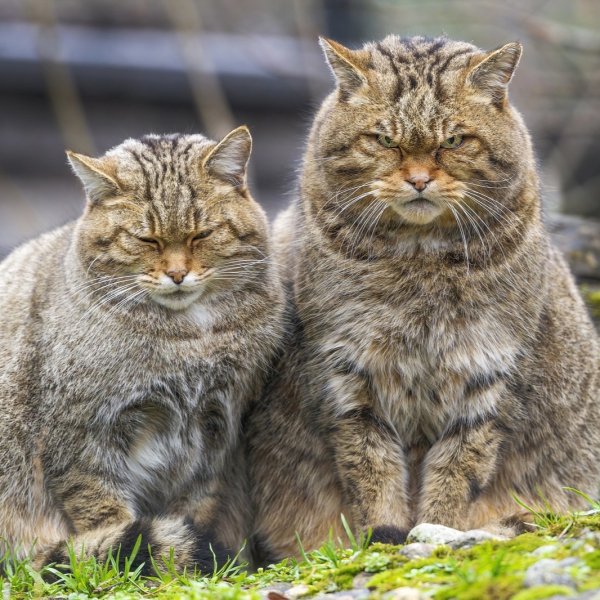 Фото: Европейский дикий лесной кот